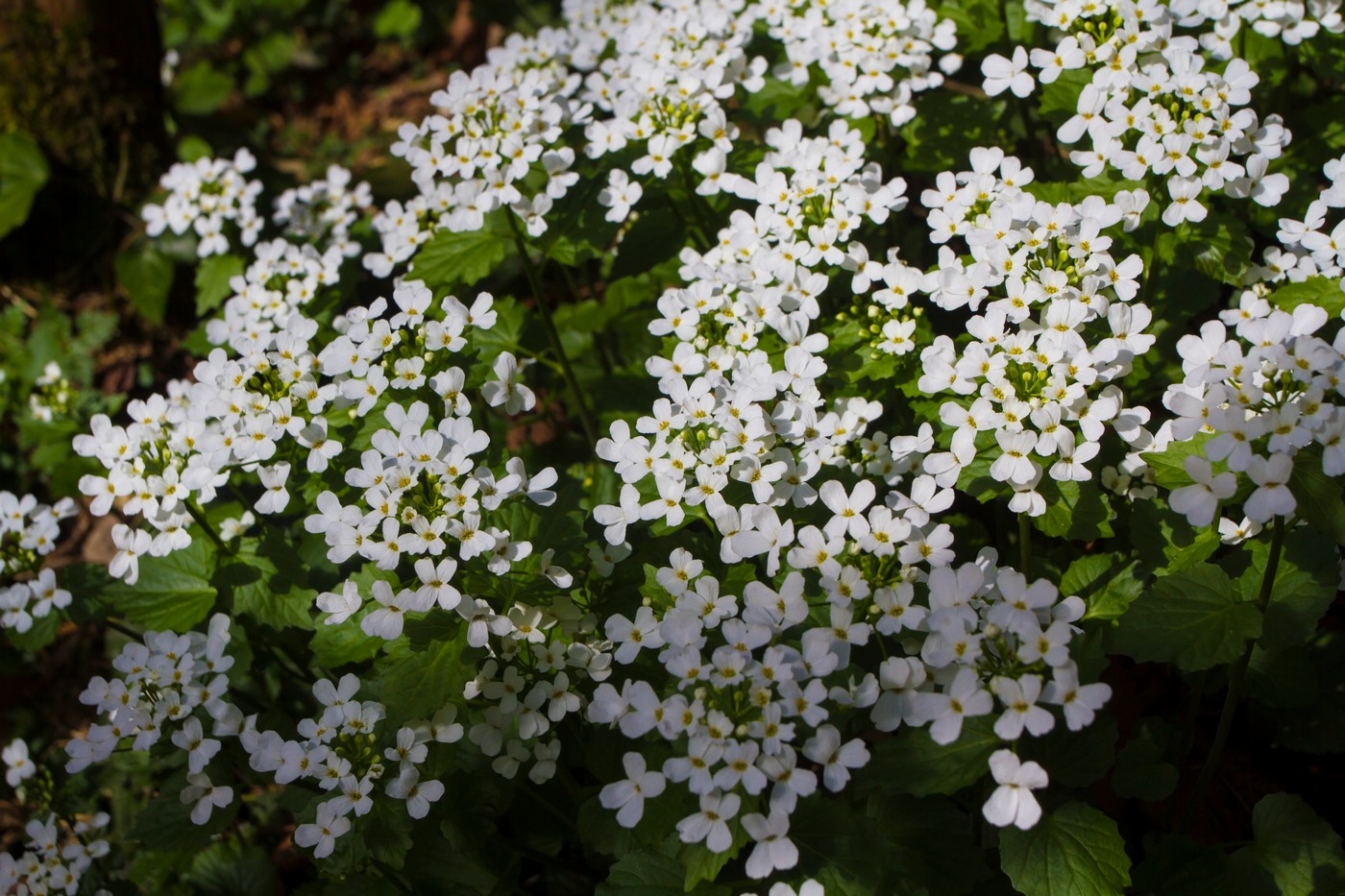 Изображение особи Pachyphragma macrophyllum.