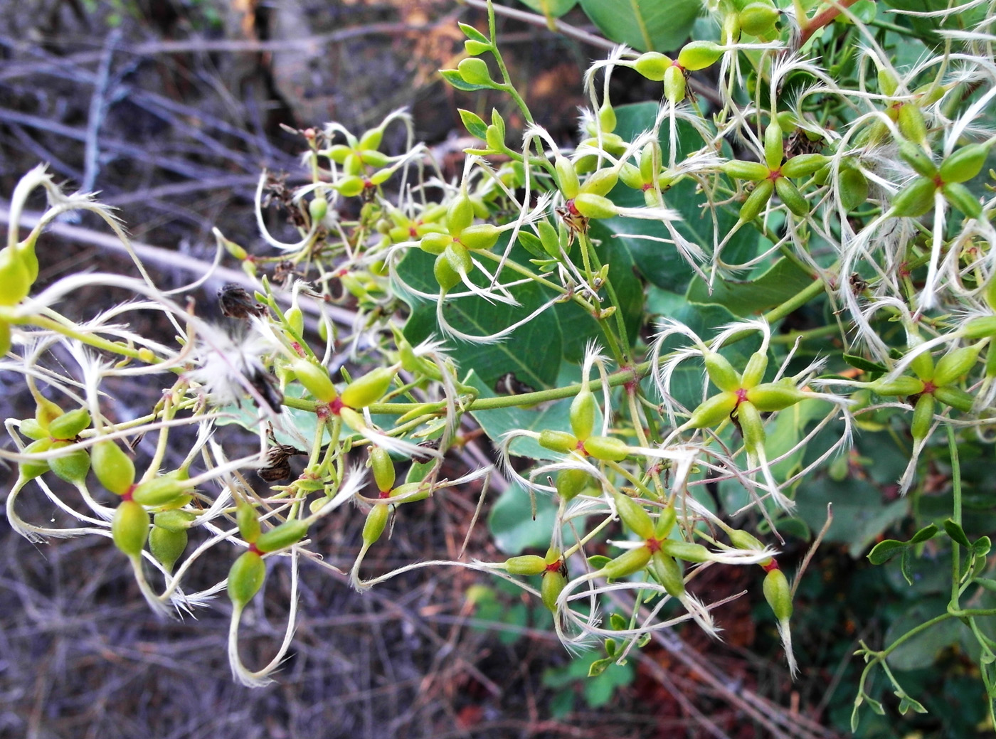 Image of Clematis lathyrifolia specimen.