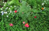 Eschscholzia californica. Цветущие и плодоносящие растения в сообществе с Lobularia maritima и др. декоративными растениями. Камчатский край, Елизовский р-н, СНТ \"Мечта\", садовый участок, клумба, в культуре. 17.08.2022.