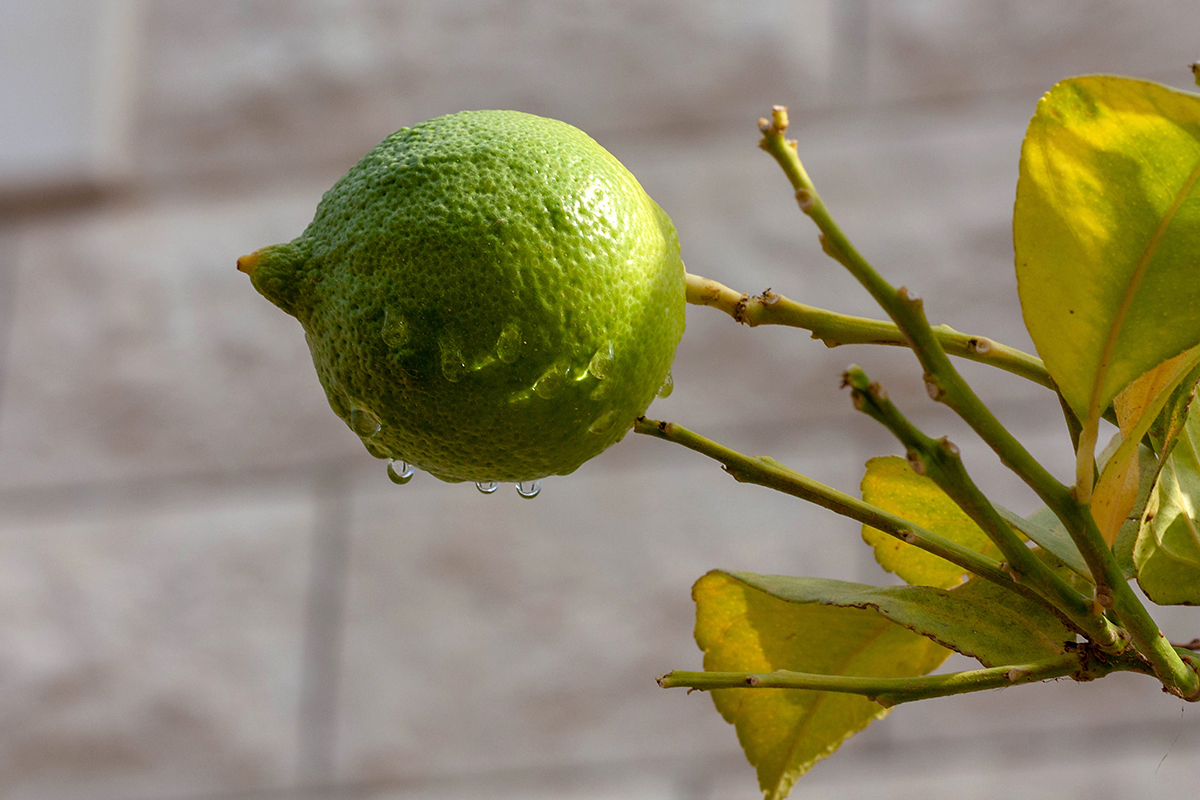 Image of Citrus limon specimen.