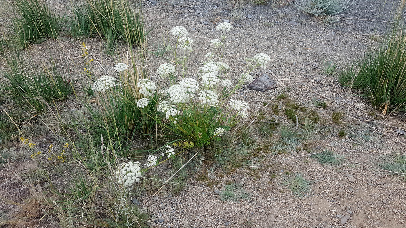 Image of familia Apiaceae specimen.