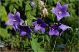 Platycodon grandiflorus