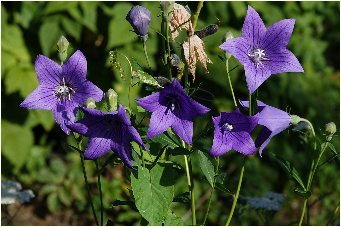 Image of Platycodon grandiflorus specimen.