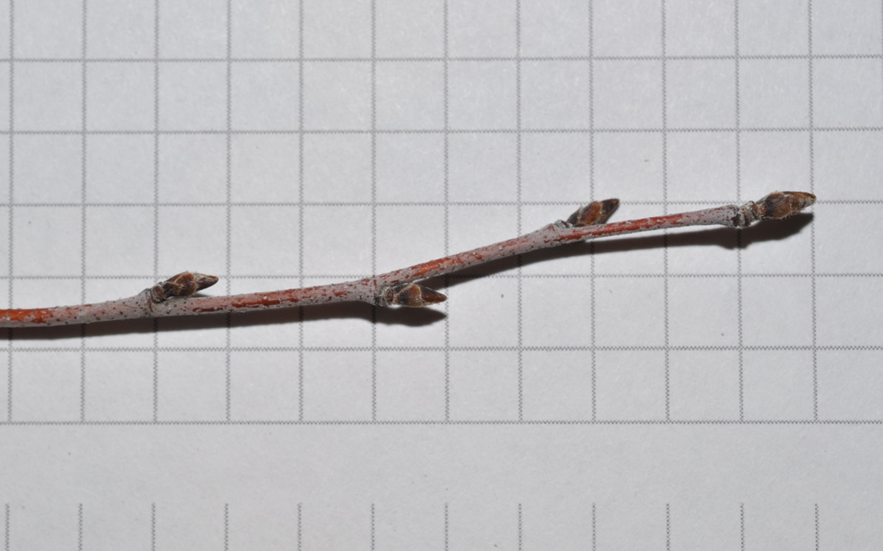 Image of Betula &times; zabelii specimen.