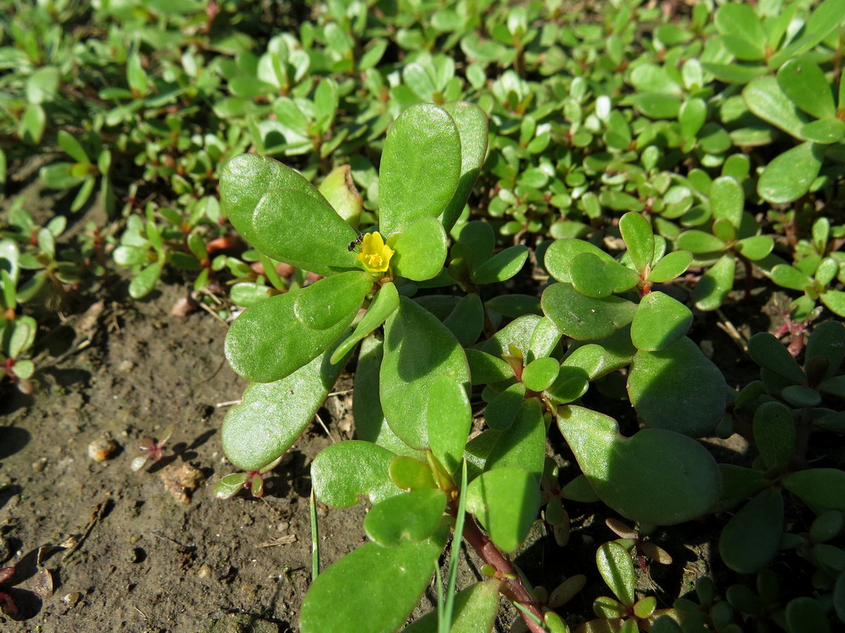 Изображение особи Portulaca oleracea.