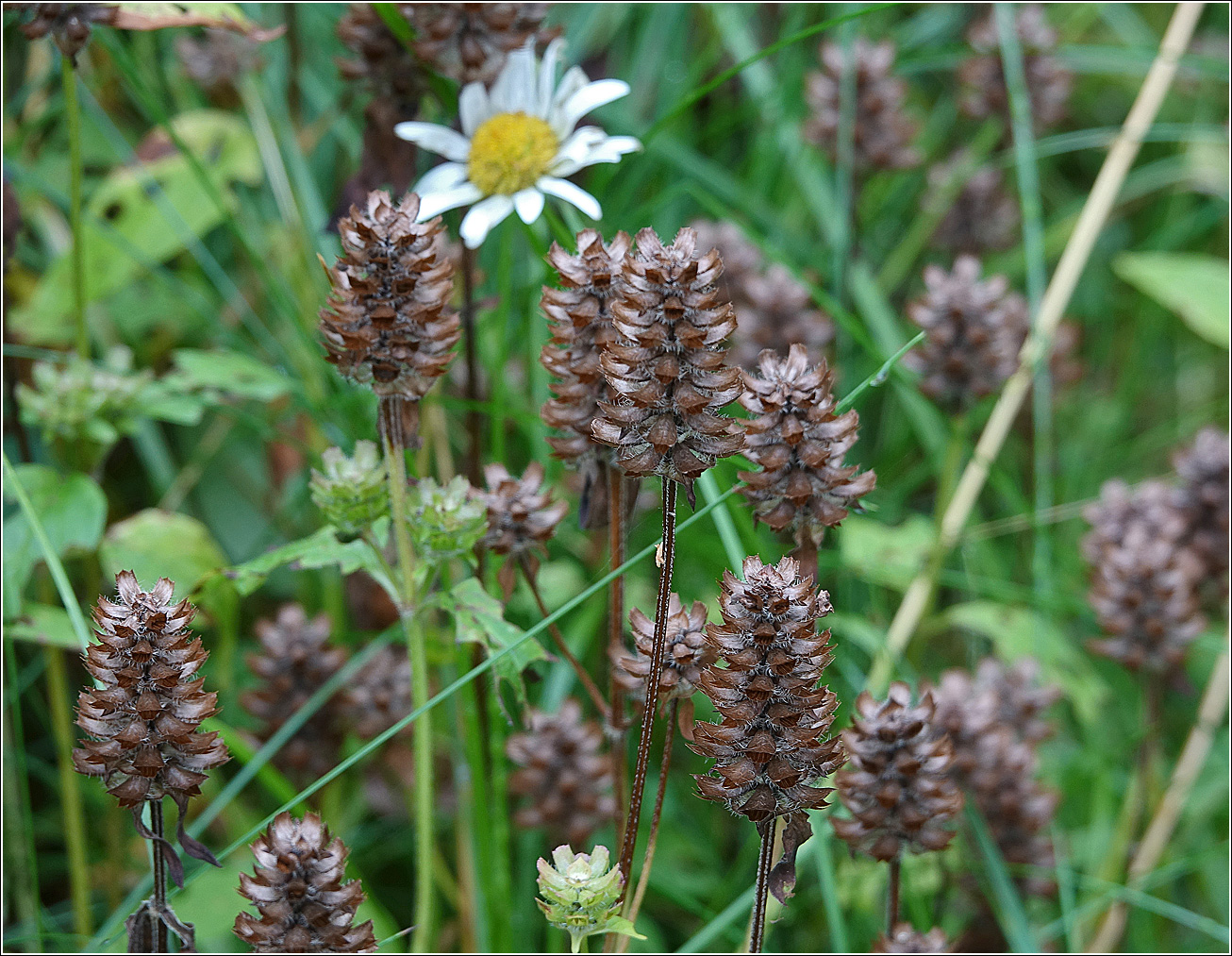 Image of Prunella vulgaris specimen.