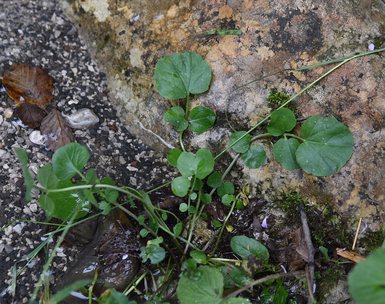 Image of Cardamine tenera specimen.