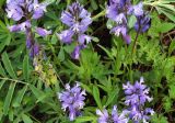 Polygala comosa