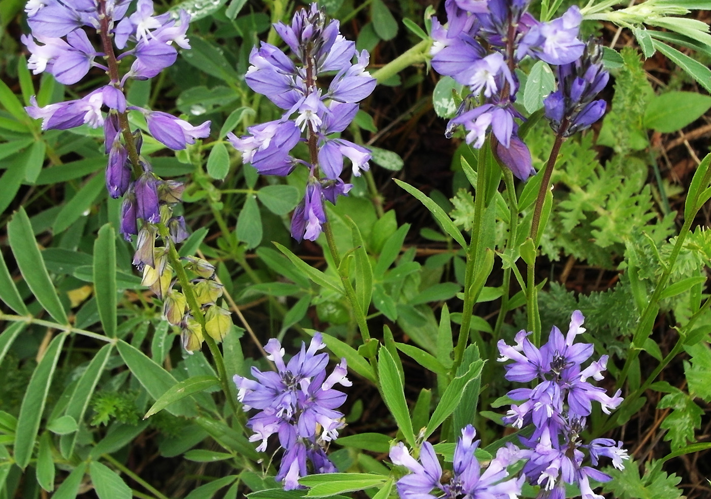 Image of Polygala comosa specimen.