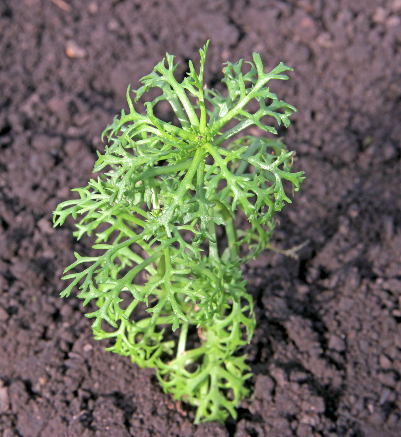 Image of Ismelia carinata specimen.