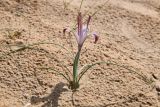 Iris longiscapa. Цветущее растение. Узбекистан, Каракалпакия, окр. крепости Аяз-Кала, пески. 11 апреля 2023 г.