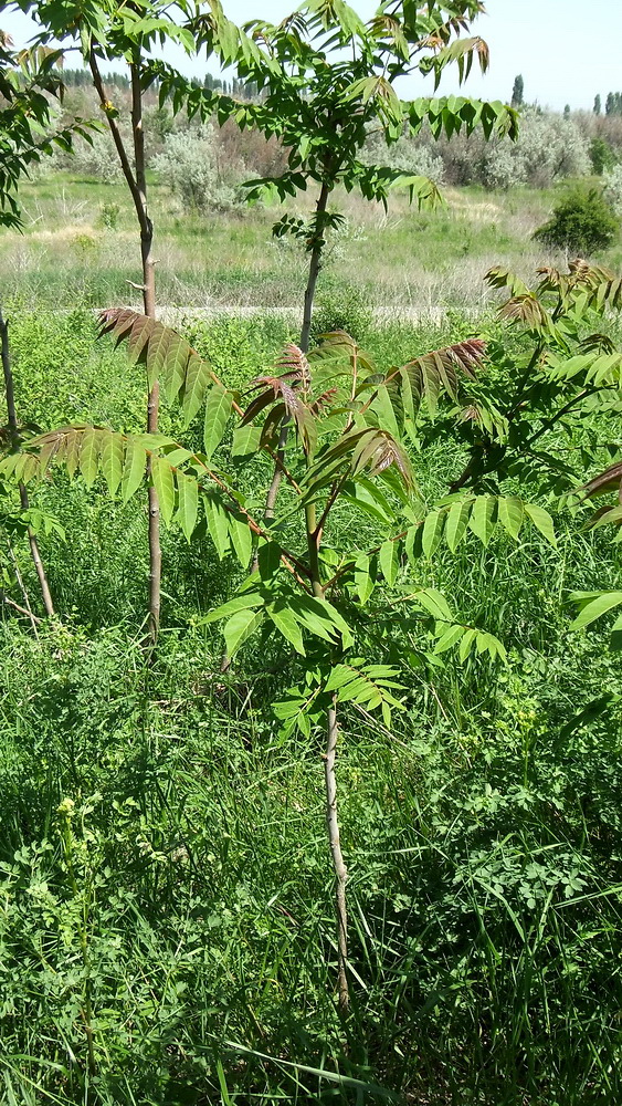 Изображение особи Ailanthus altissima.