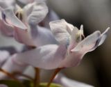 Corydalis repens. Цветок. Приморский край, Шкотовский р-н, пос. Подъяпольск, широколиственный лес на вершине небольшой сопки. 23.04.2023.