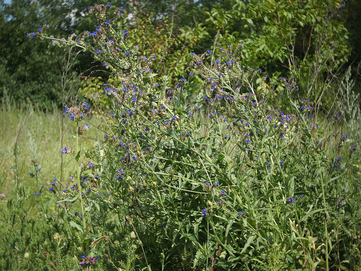 Изображение особи Anchusa procera.