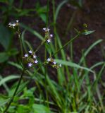 Verbena litoralis. Верхушка веточки соцветия. Чили, обл. Valparaiso, провинция Isla de Pascua, г. Hanga Roa, двор гостиницы. 05.03.2023.