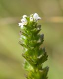 Euphrasia hirtella