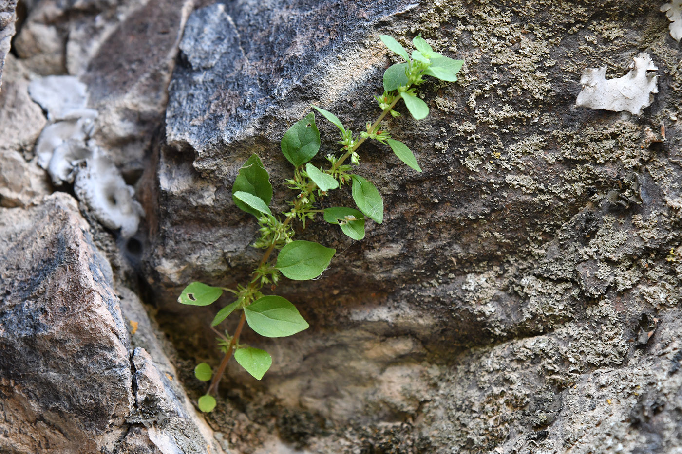 Image of Parietaria chersonensis specimen.
