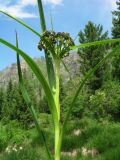 Scirpus sylvaticus. Верхушка бутонизирующего растения. Казахстан, Центральный Алтай, долина р. Арасан в окр. оз. Рахмановское, ≈ 1700 м н.у.м., заболоченный участок. 28 июня 2023 г.