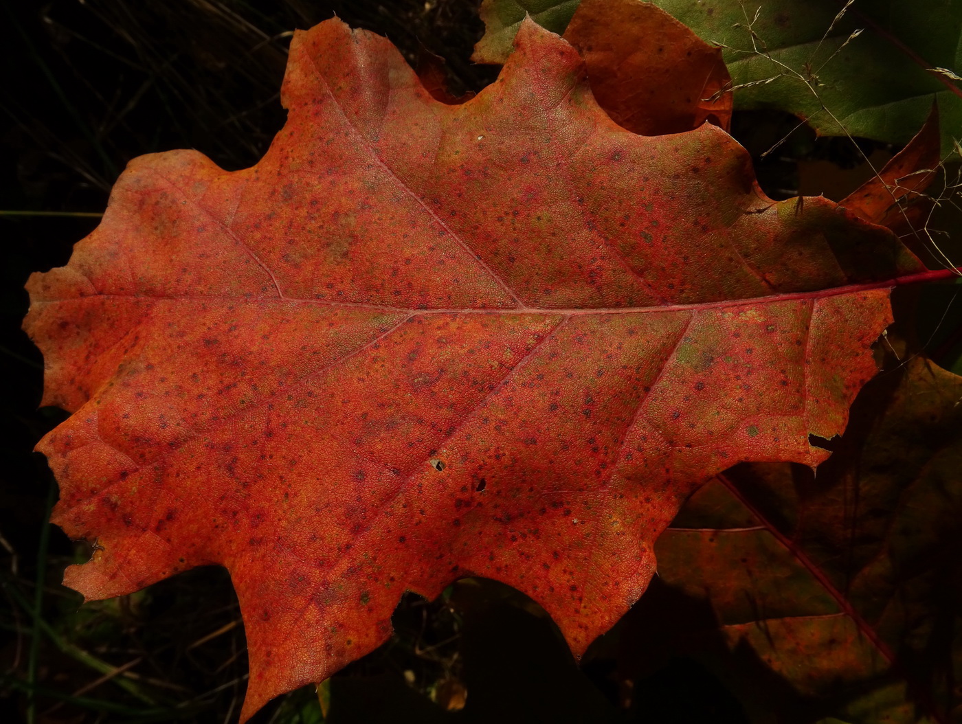 Image of Quercus rubra specimen.