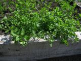 Stellaria media