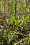 Erigeron acris. Нижняя часть плодоносящего растения. Пермский край, Берёзовский р-н, долина р. Шаква в окр. дер. Карнаухово, в р-не Татарской горы, суходольный луг. 12 августа 2023 г.