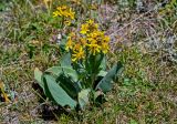 Ligularia alpigena