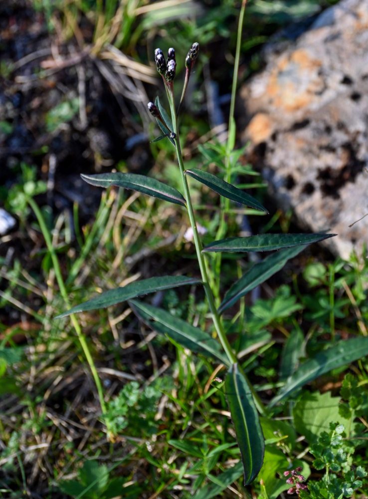 Image of Saussurea alpina specimen.