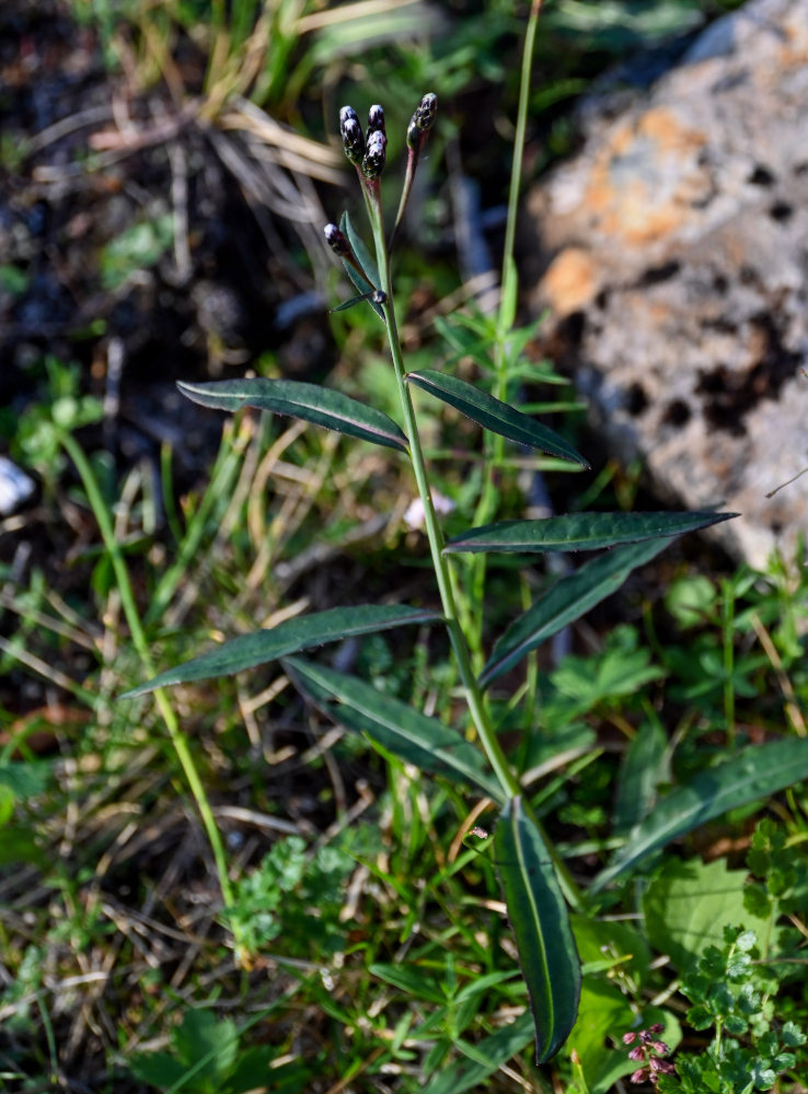 Изображение особи Saussurea alpina.