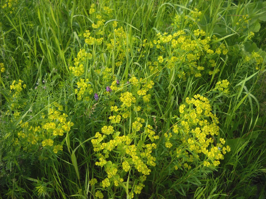 Image of Euphorbia virgata specimen.