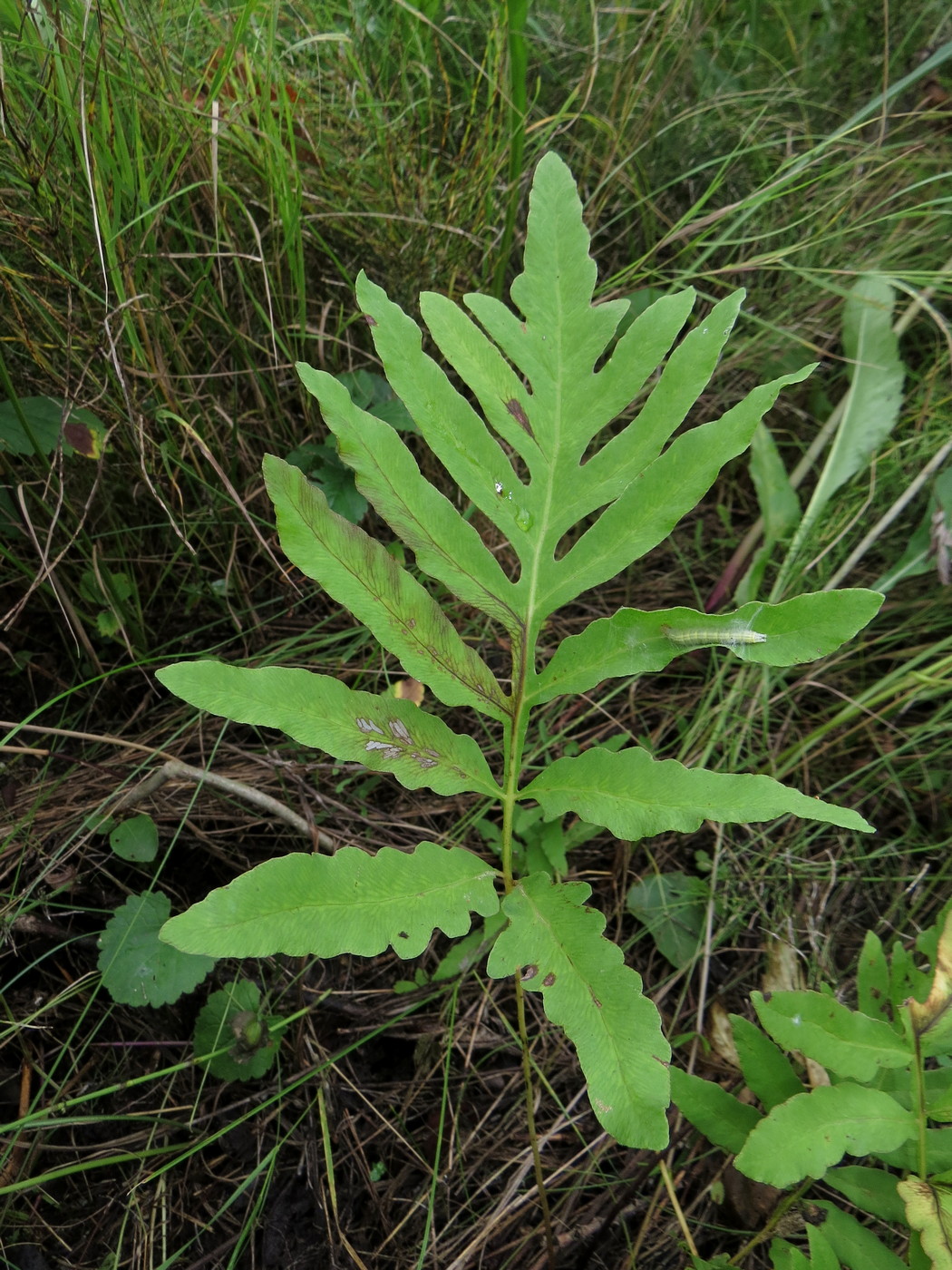 Изображение особи Onoclea sensibilis.