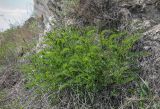 Astragalus falcatus