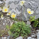 Papaver popovii