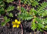 Potentilla anserina