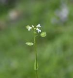 Microthlaspi perfoliatum