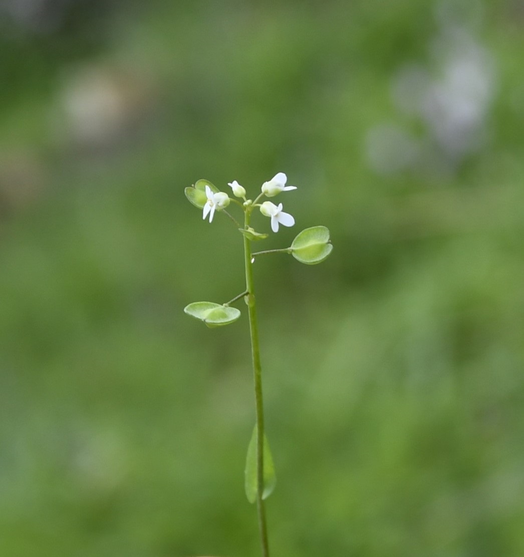 Image of Microthlaspi perfoliatum specimen.