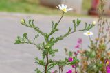 Anthemis palaestina. Верхушка цветущего растения. Израиль, г. Бат-Ям, на обочине дороги. 16.03.2024.
