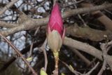 Magnolia × soulangeana