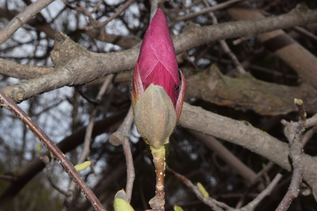 Изображение особи Magnolia × soulangeana.