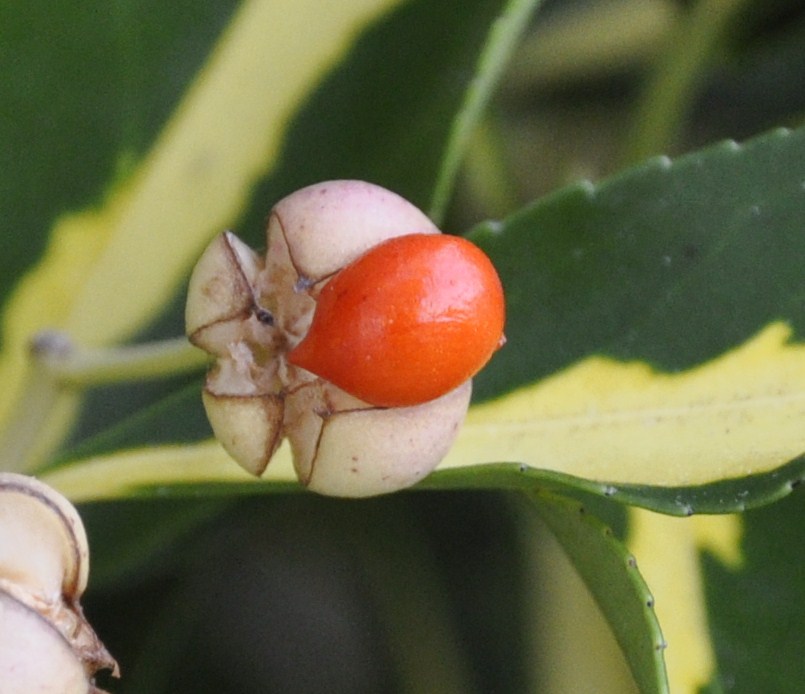 Изображение особи Euonymus japonicus.