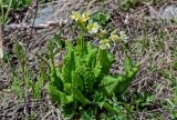 Primula pallasii