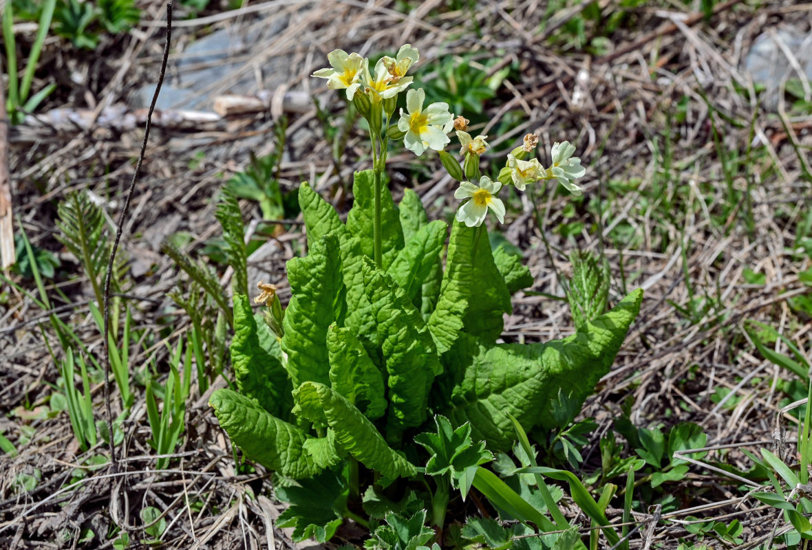 Image of Primula pallasii specimen.