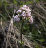 Valeriana tuberosa. Соцветие. Ростовская обл., окр. г. Донецк, правый берег р. Северский Донец, разнотравный склон. 09.04.2024.