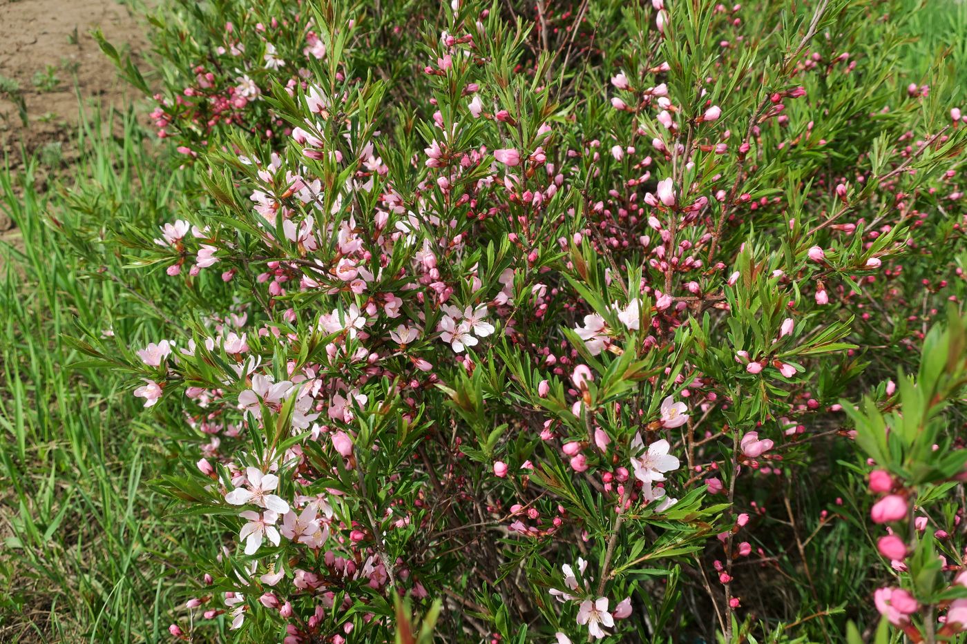 Image of Amygdalus nana specimen.