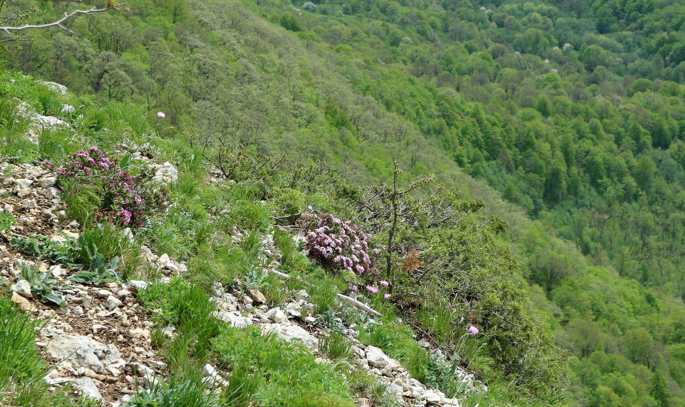 Изображение особи Daphne pseudosericea.
