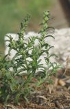 Lappula patula