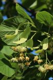 род Tilia