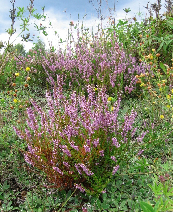 Image of Calluna vulgaris specimen.