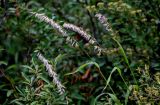 Melica altissima