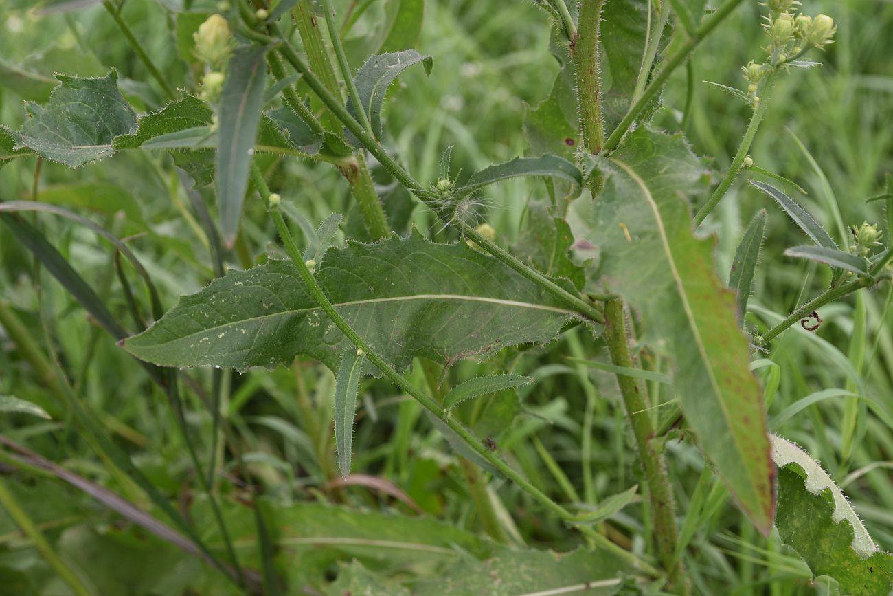 Image of Picris hieracioides specimen.