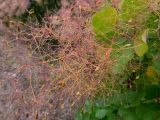 Cotinus coggygria